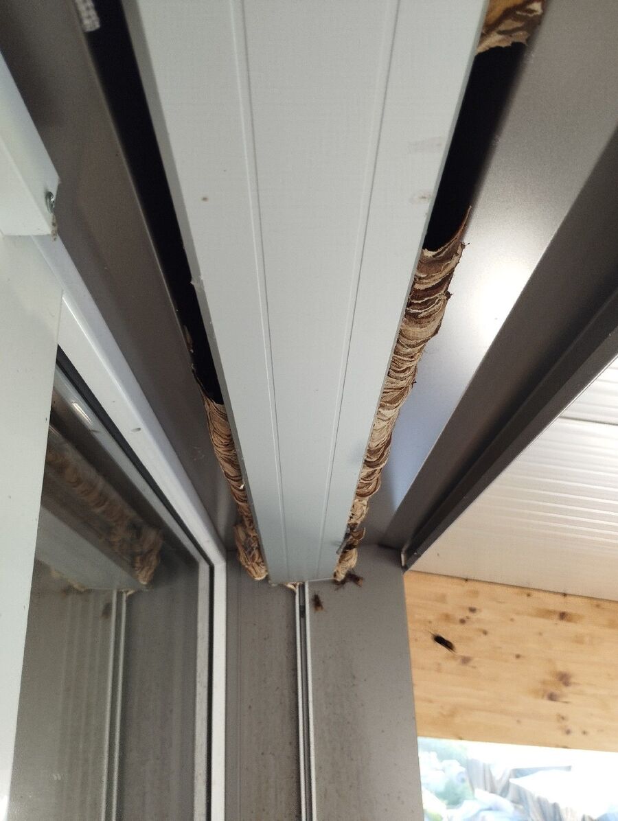 Bee nest at the house remove