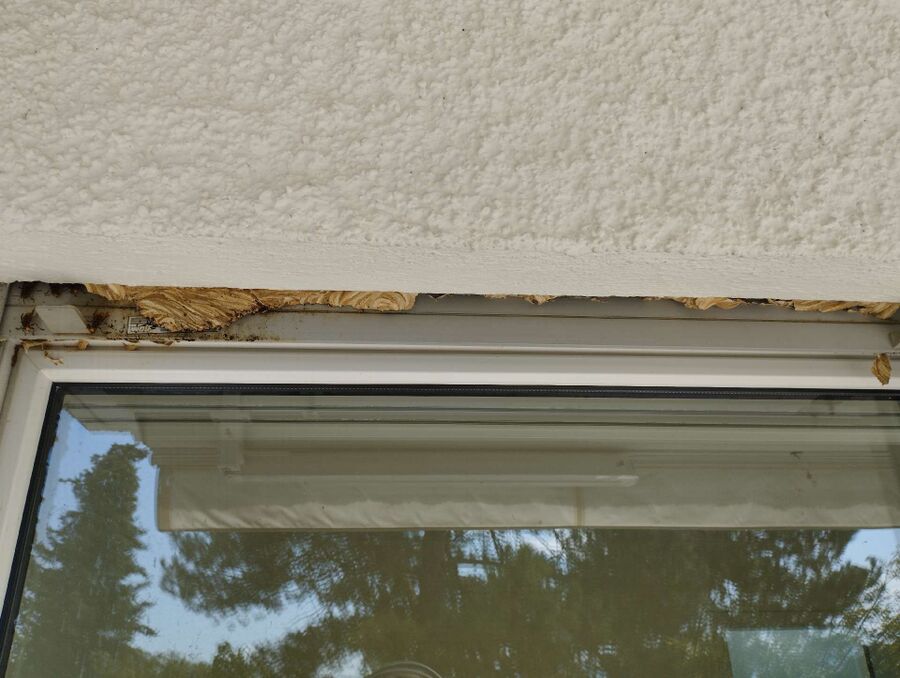 Bee nest at the house remove