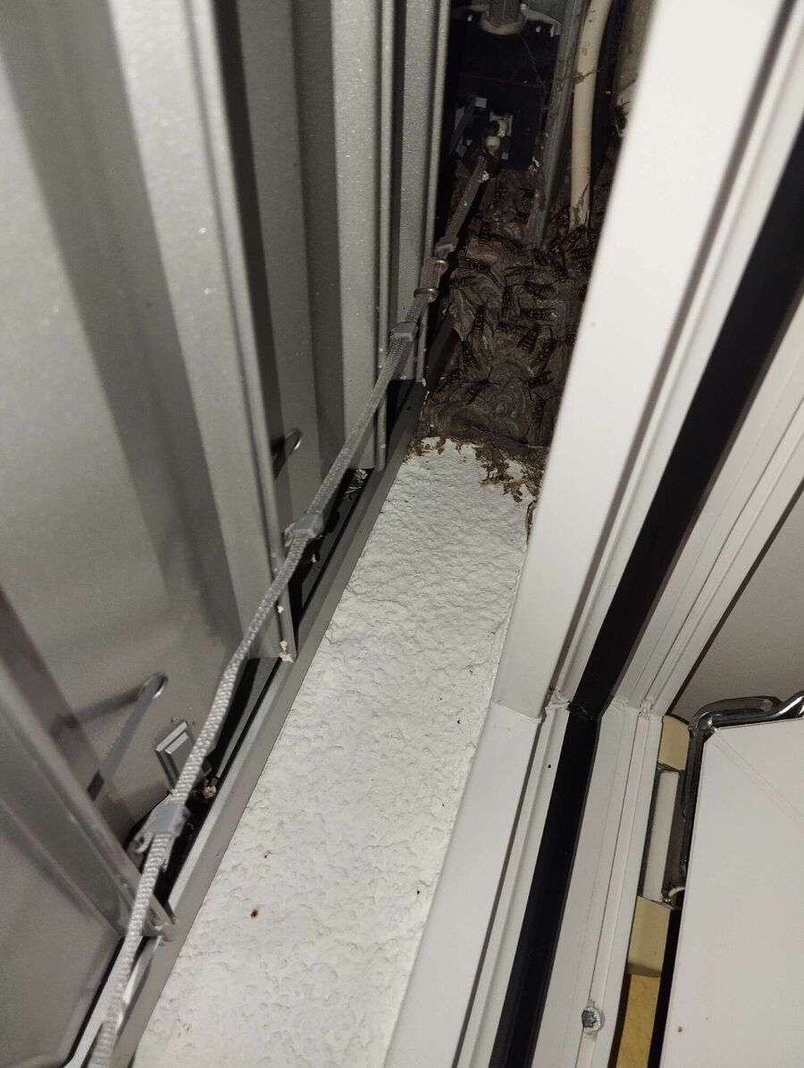 Relocate bees & remove bee nest