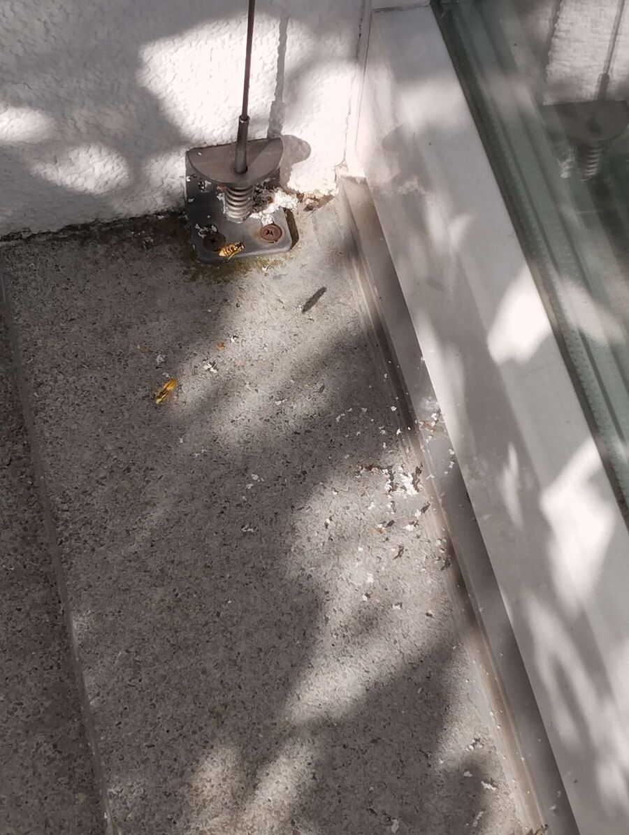 Relocate bees & remove bee nest