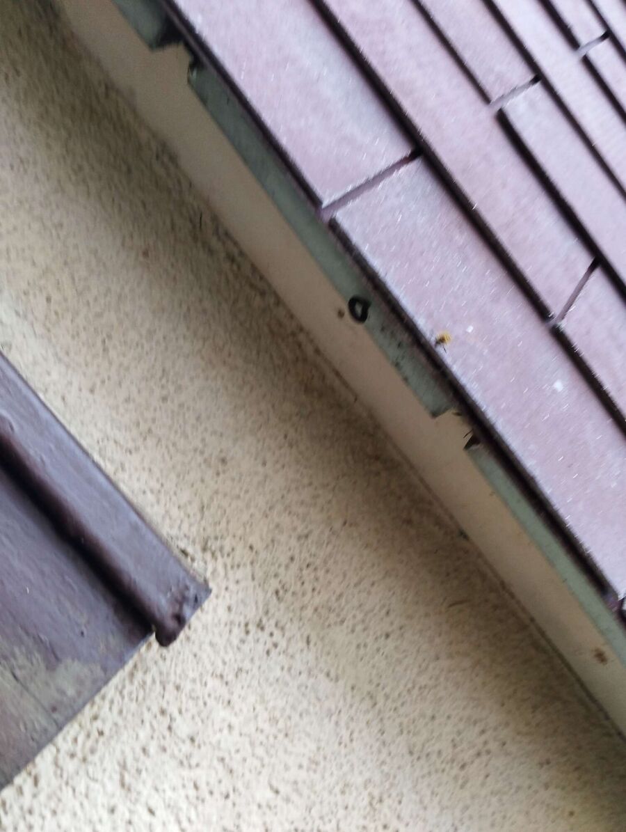 Bee nest at the house remove