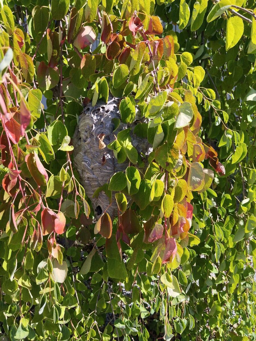 Relocate bees & remove bee nest