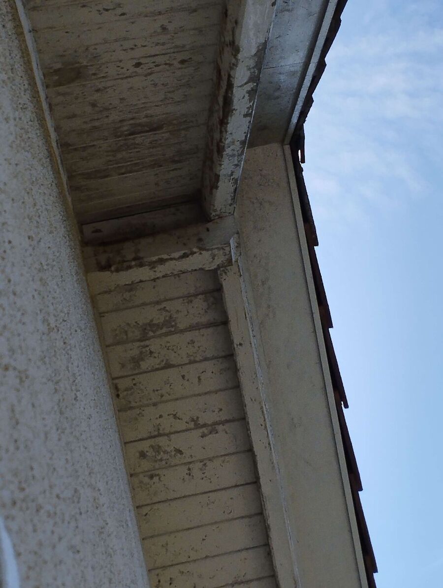 Bee nest at the house remove