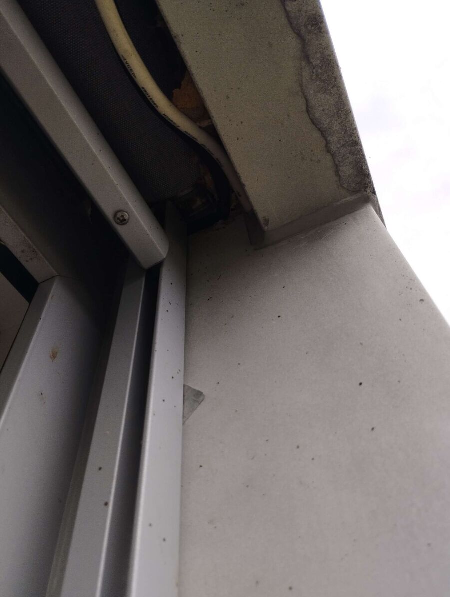 Relocate bees & remove bee nest