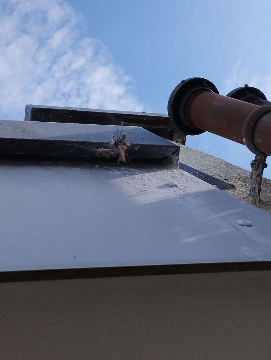 Bee nest at the house remove