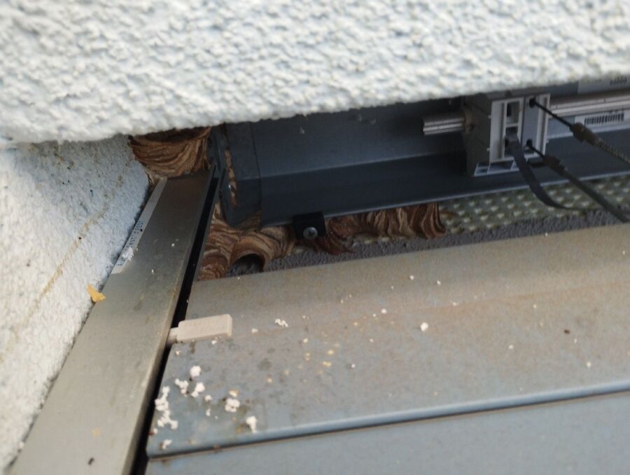 Relocate bees & remove bee nest