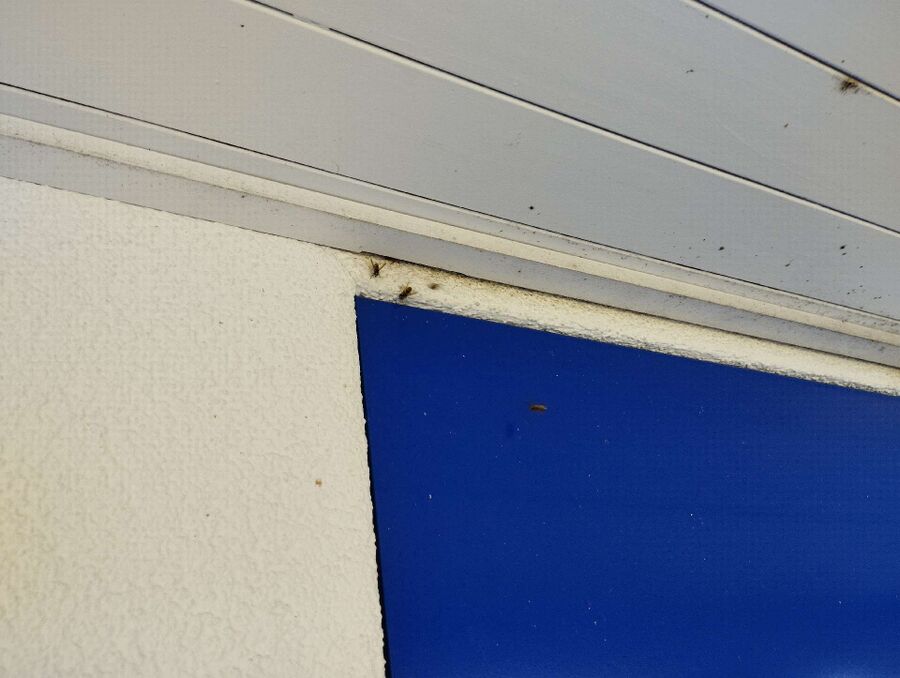 Bee nest at the house remove