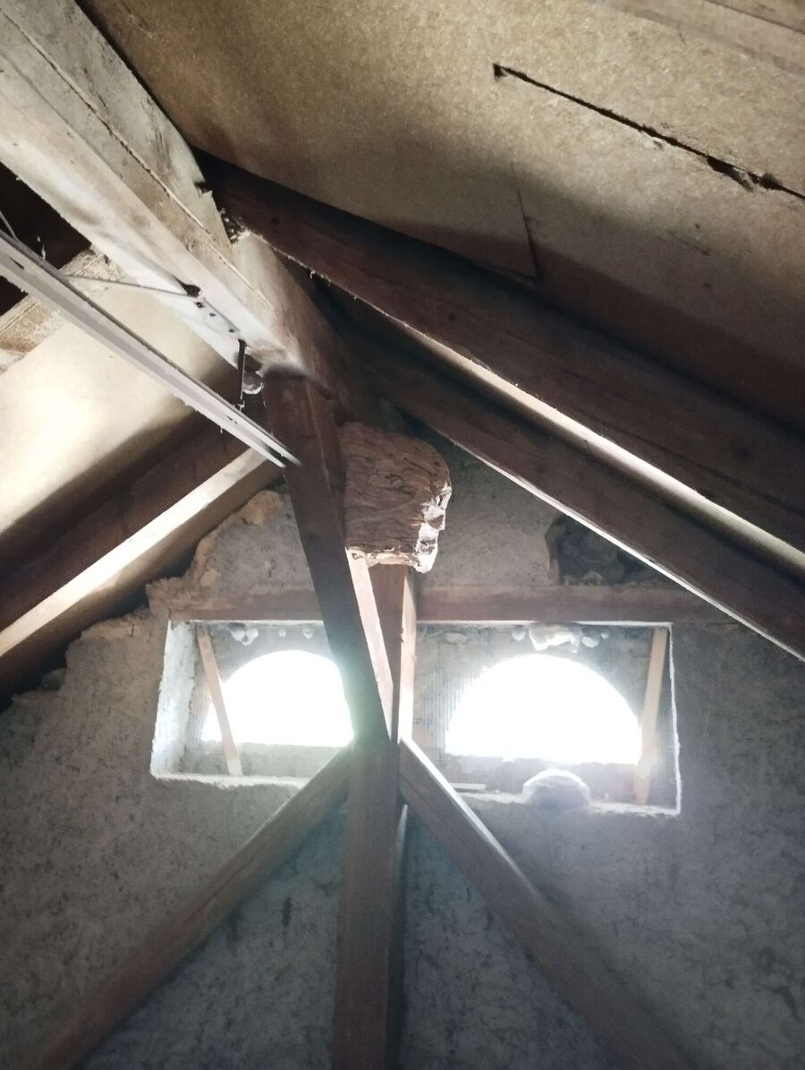 Bee nest at the house remove