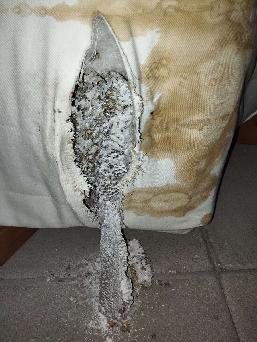 Relocate bees & remove bee nest