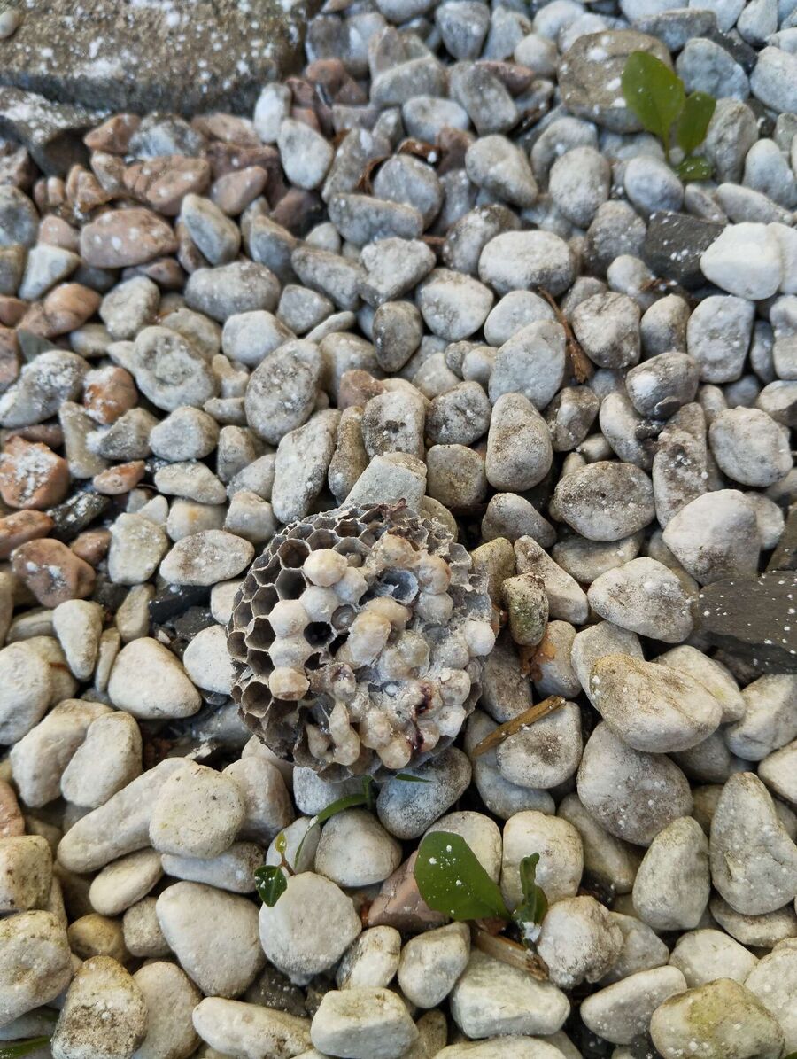 Bee nest at the house remove