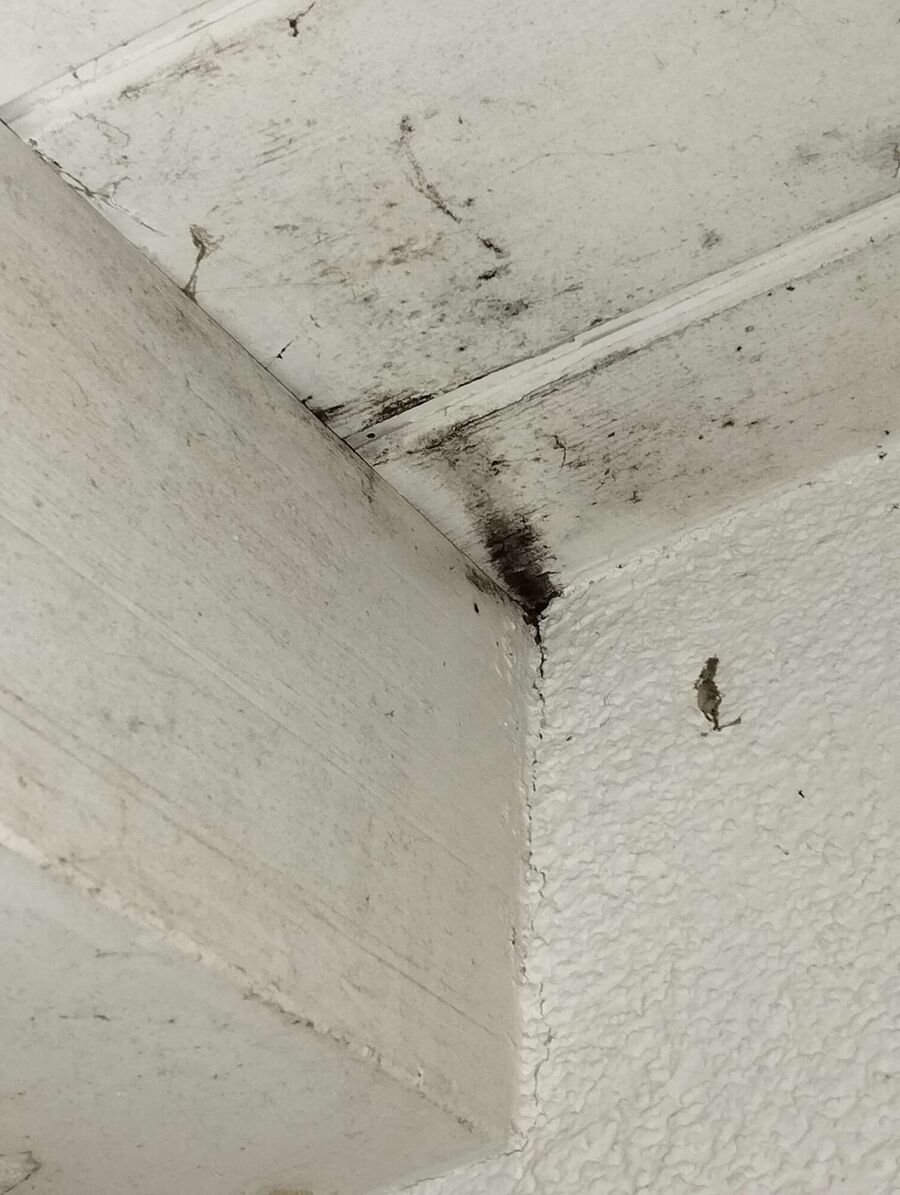 Bee nest at the house remove