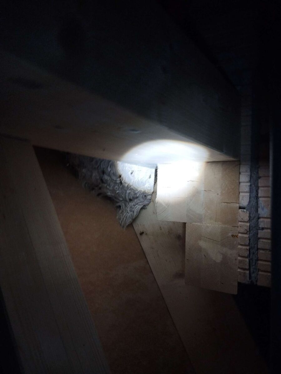 Relocate bees & remove bee nest