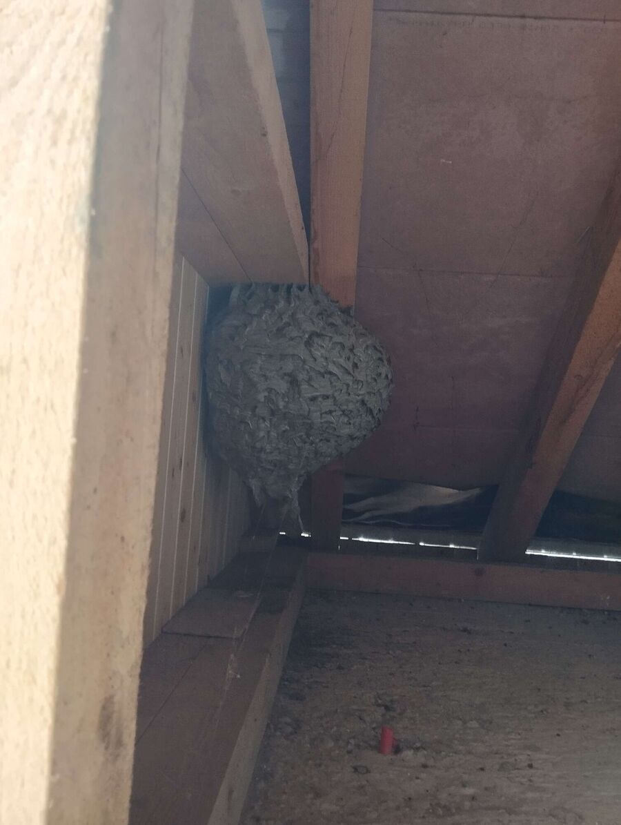 Bee nest at the house remove