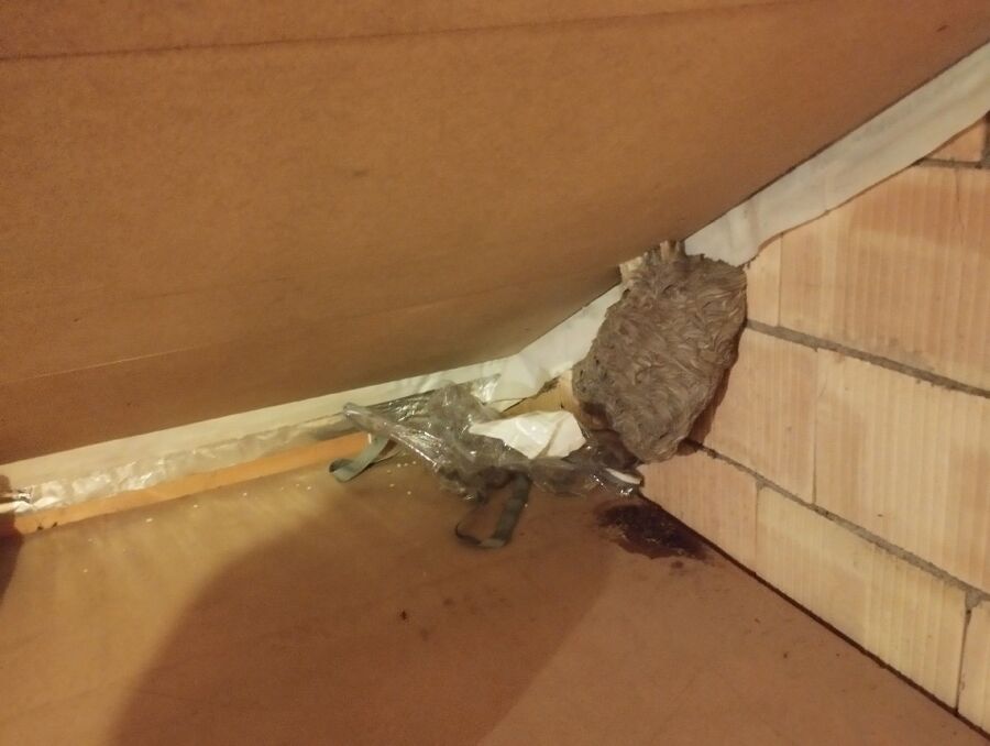 Bee nest at the house remove