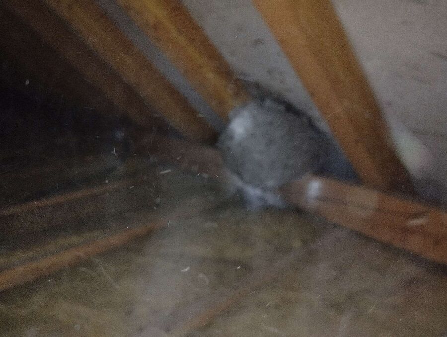 Bee nest at the house remove