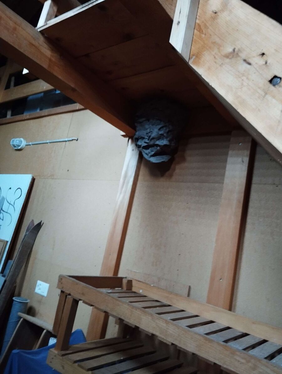 Bee nest at the house remove