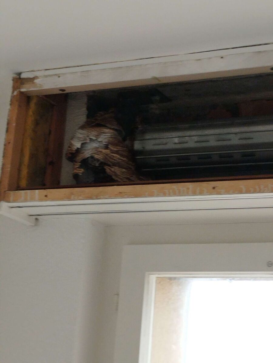 Bee nest at the house remove