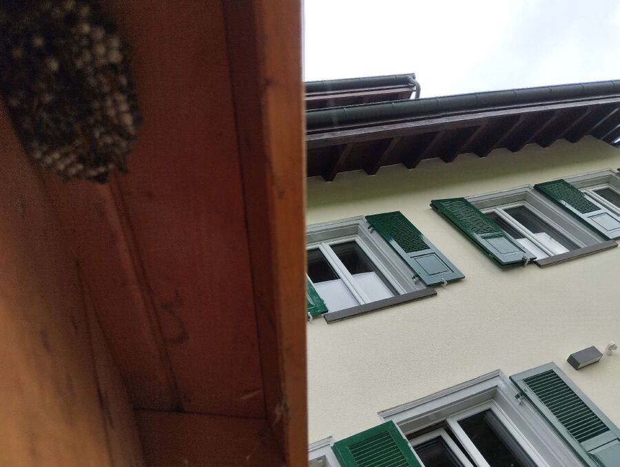 Bee nest at the house remove