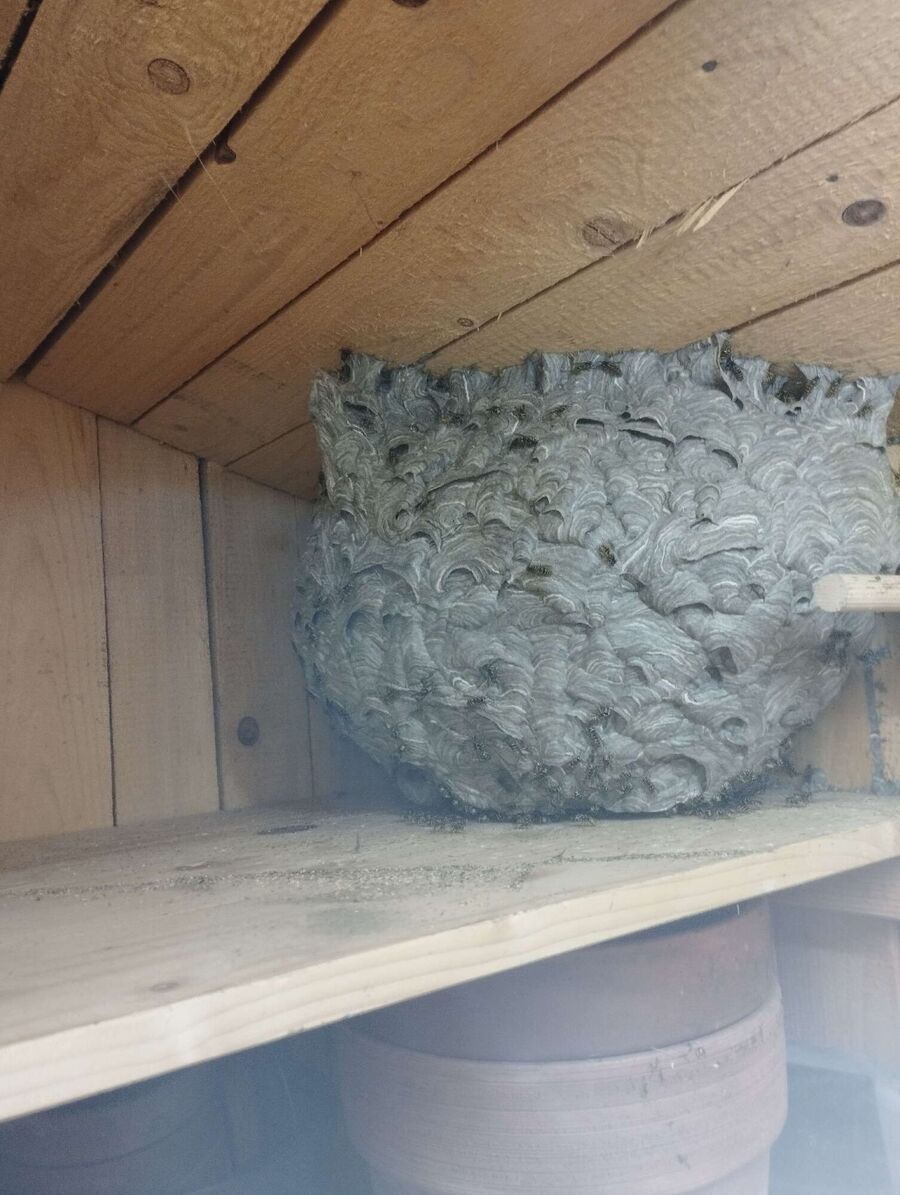 Bee nest at the house remove
