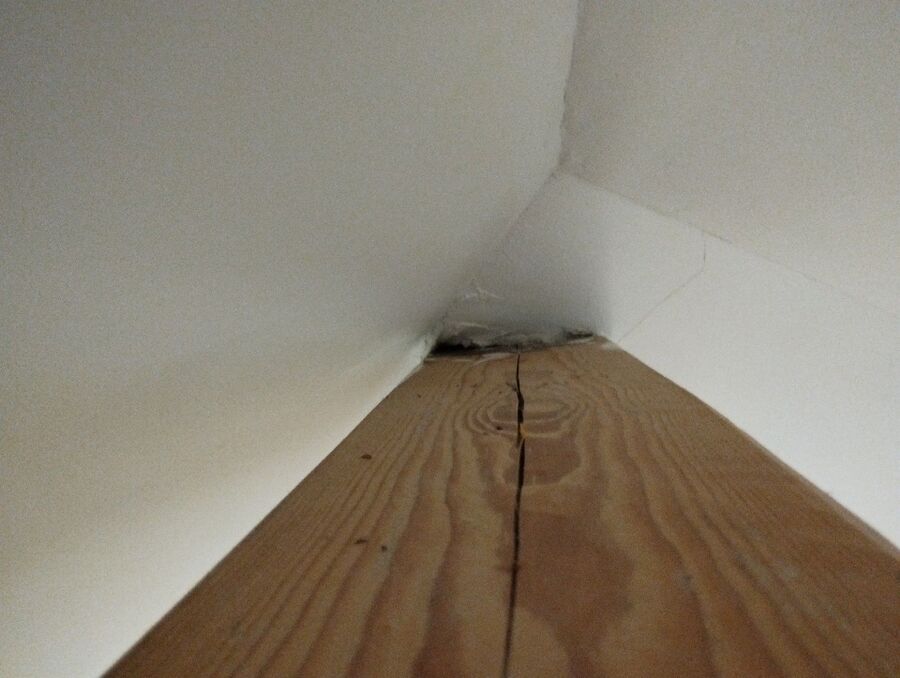 Relocate bees & remove bee nest