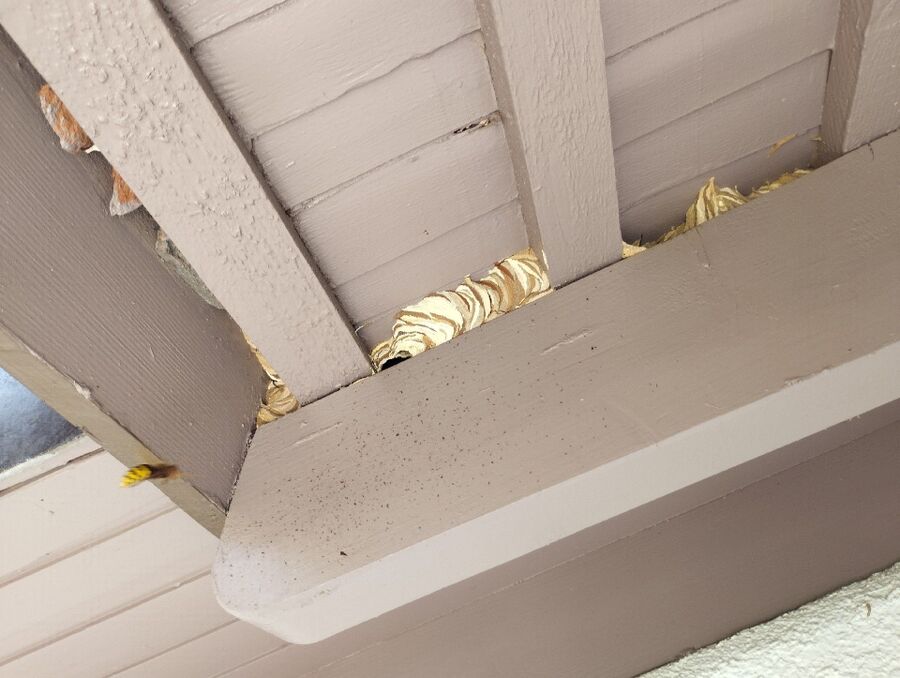 Relocate bees & remove bee nest