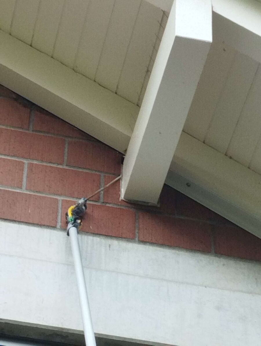 Relocate bees & remove bee nest