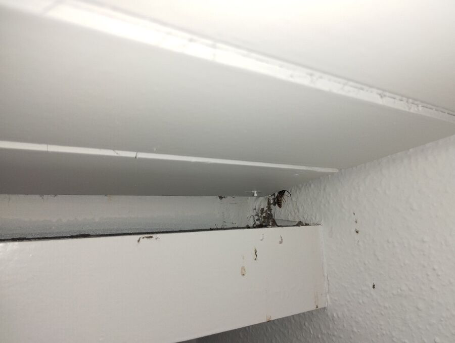 Relocate bees & remove bee nest