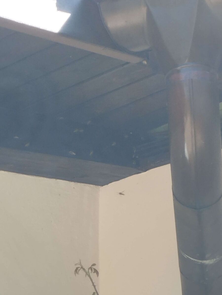 Bee nest at the house remove