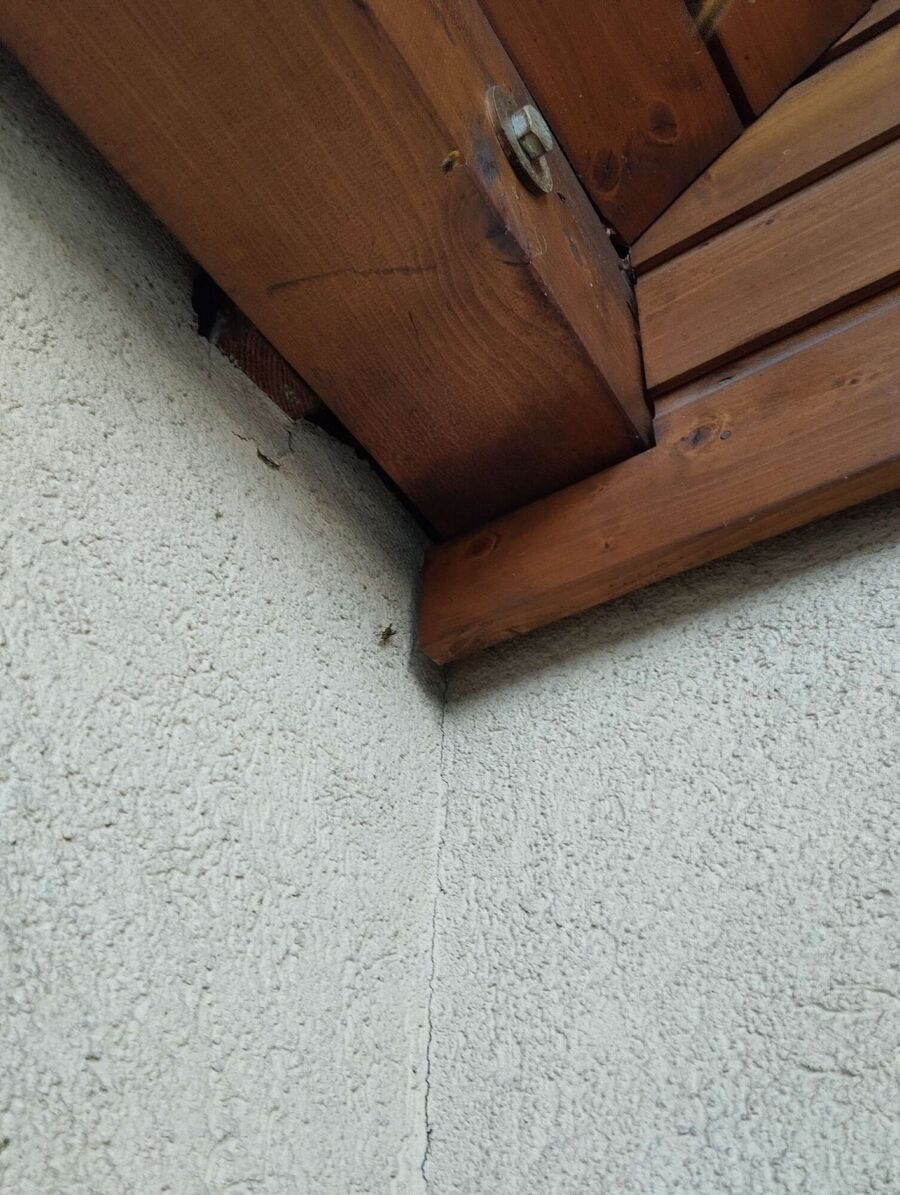 Bee nest at the house remove