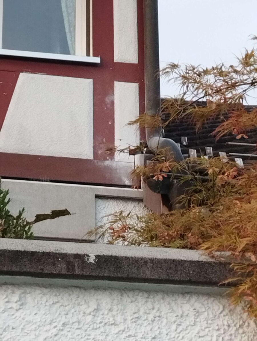 Relocate bees & remove bee nest