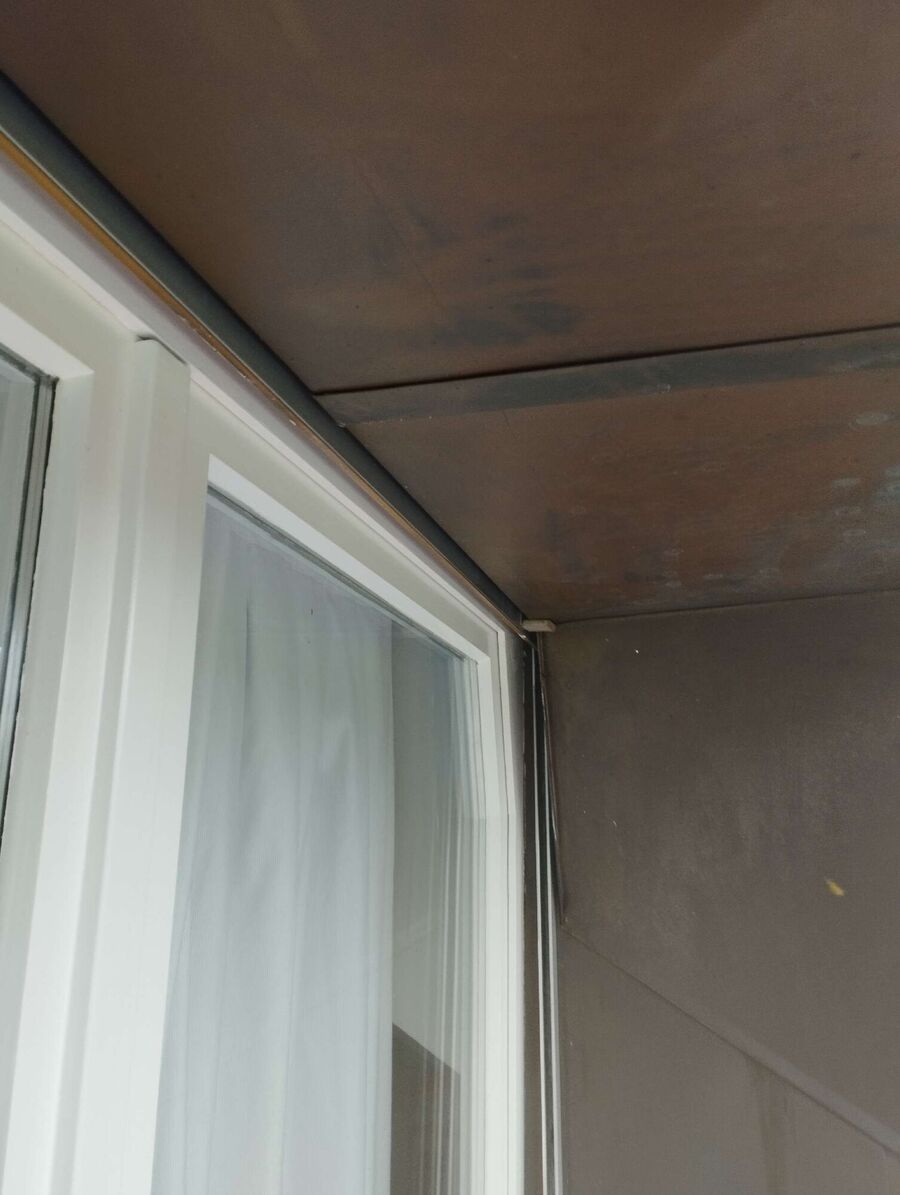 Relocate bees & remove bee nest