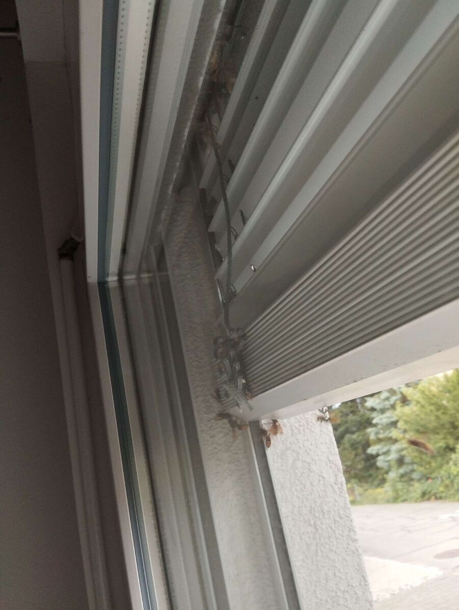 Bee nest at the house remove