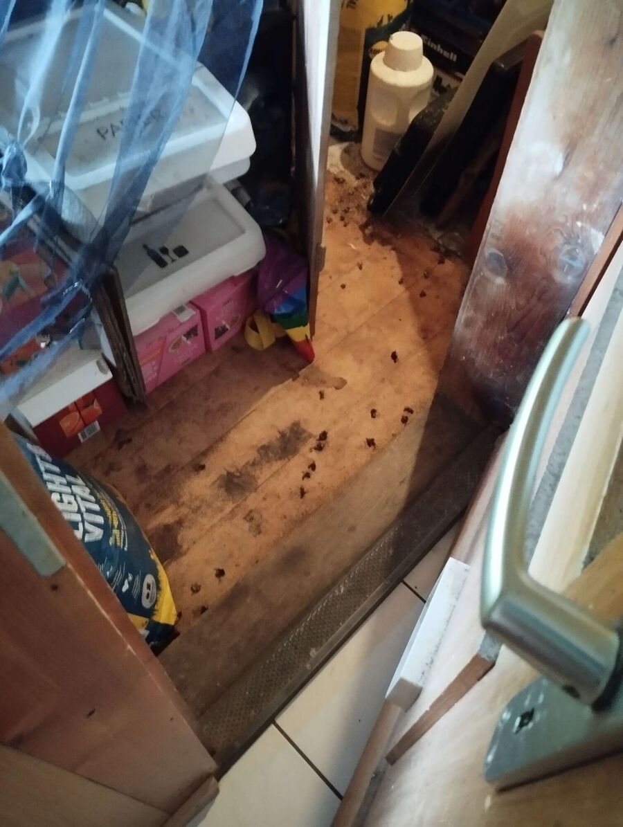 Relocate bees & remove bee nest