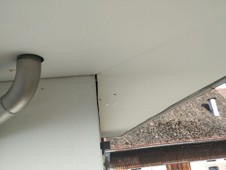 Relocate bees & remove bee nest