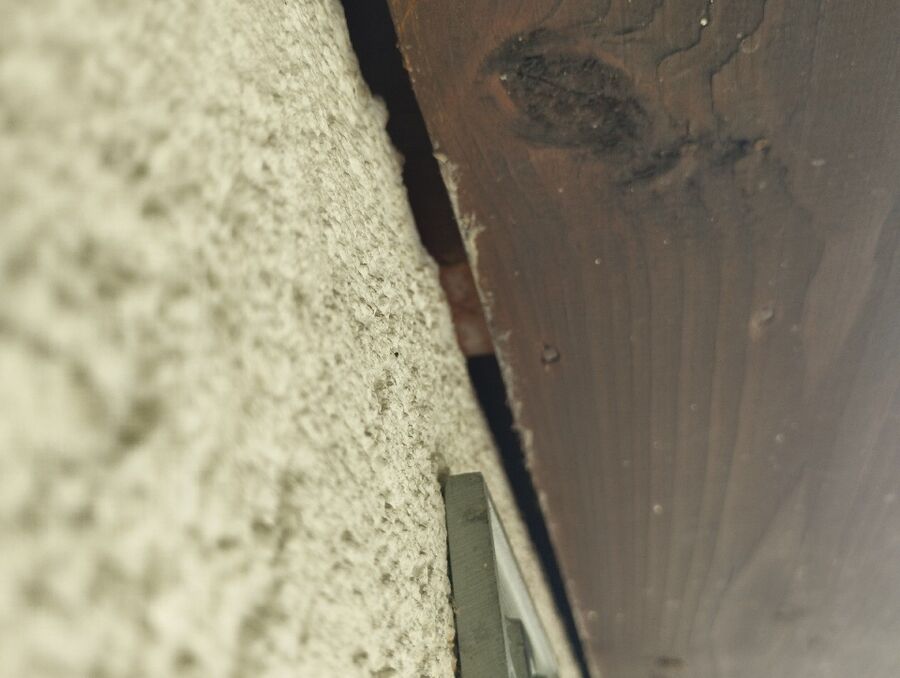 Relocate bees & remove bee nest