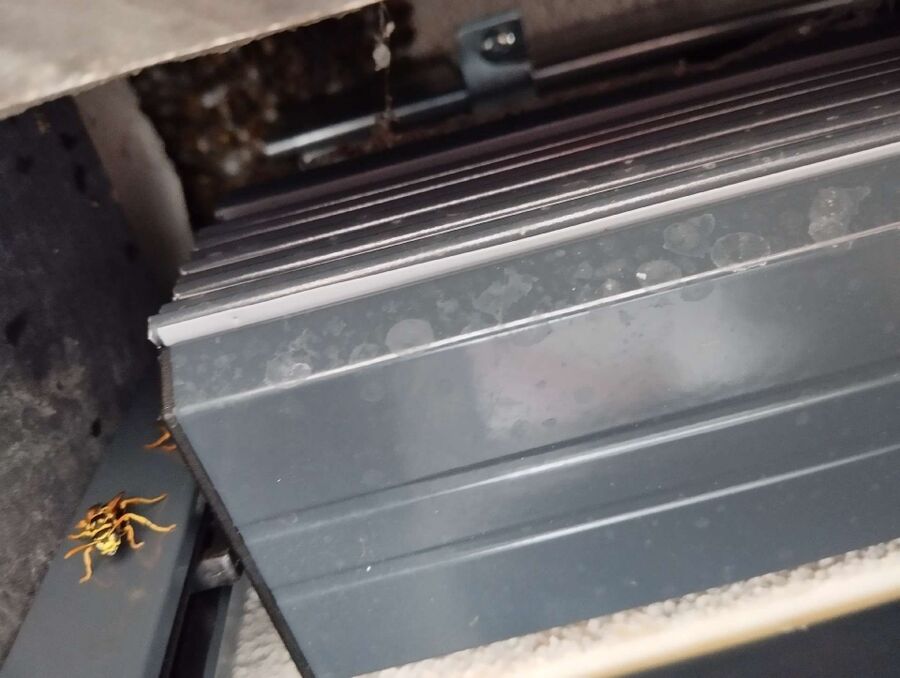 Bee nest at the house remove