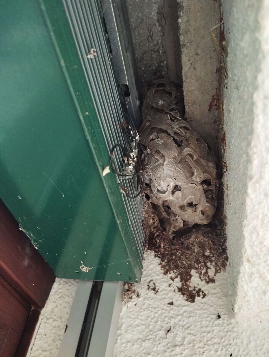 Bee nest at the house remove