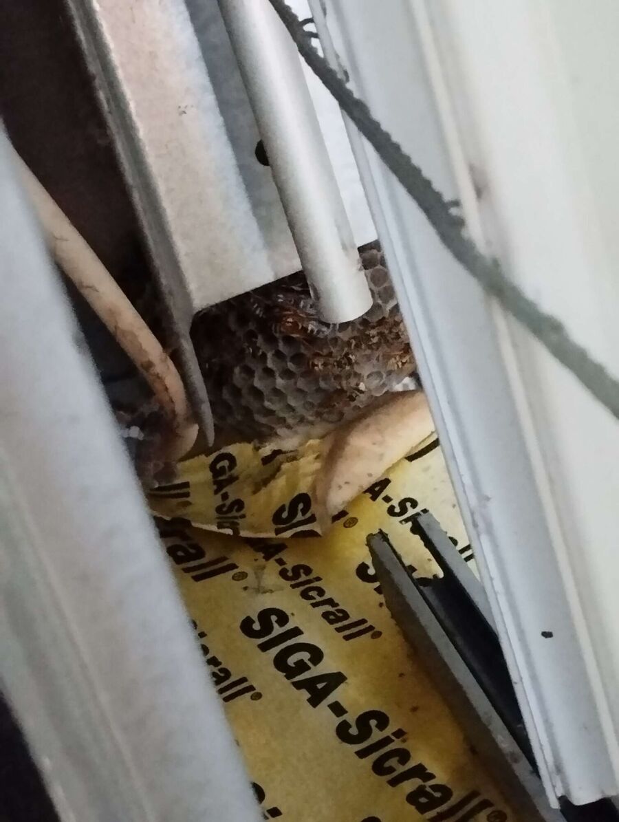 Relocate bees & remove bee nest