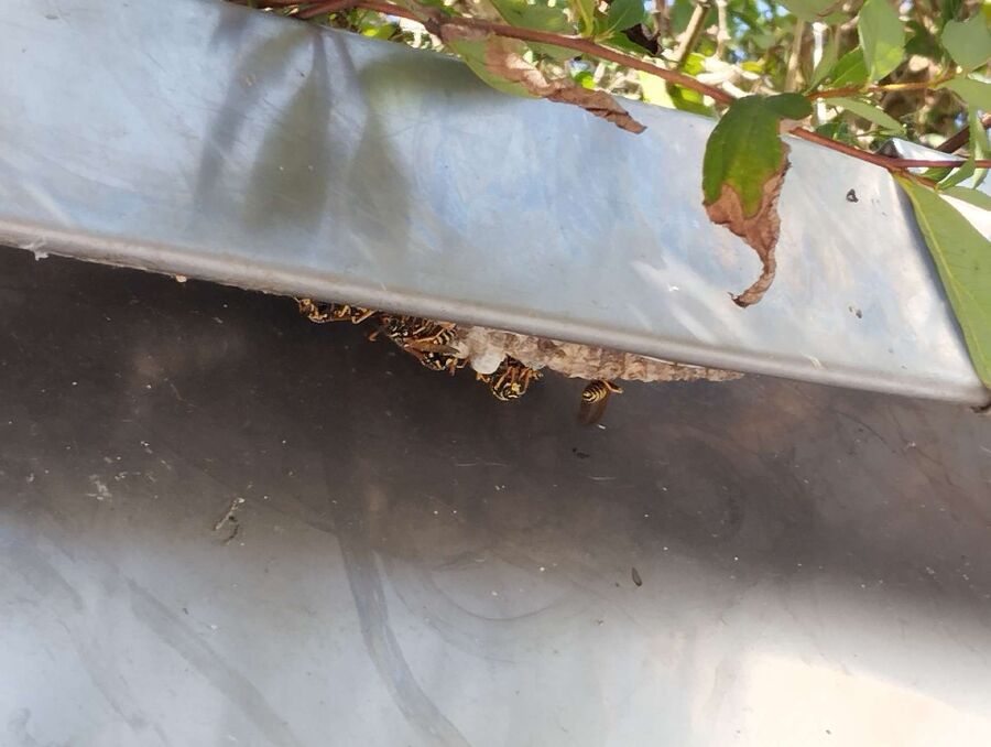 Bee nest at the house remove