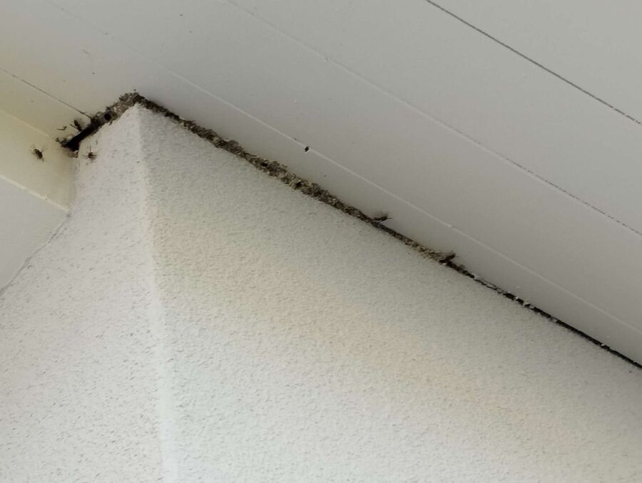 Relocate bees & remove bee nest