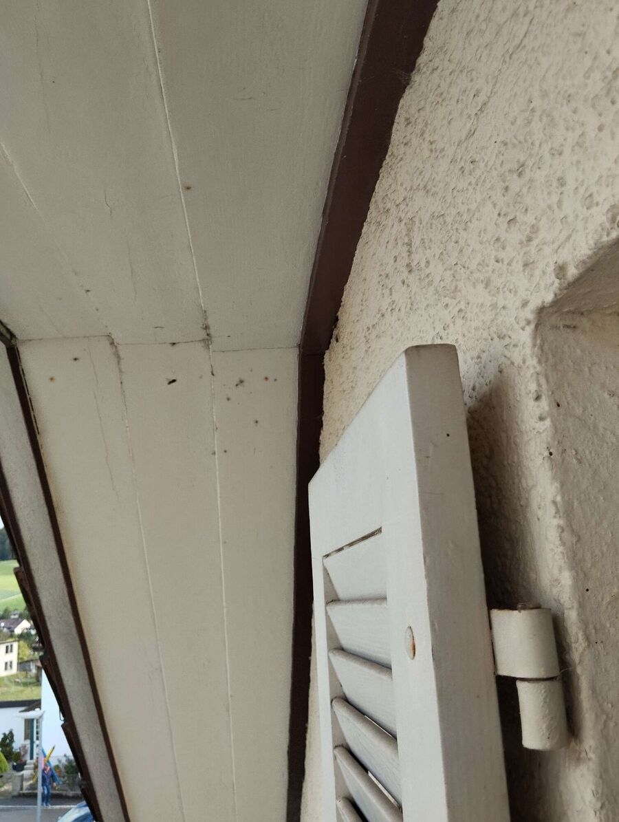 Bee nest at the house remove