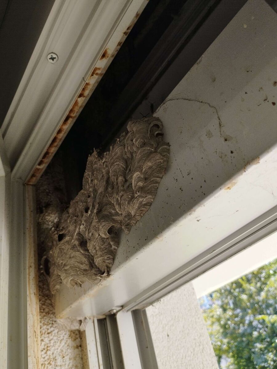 Bee nest at the house remove