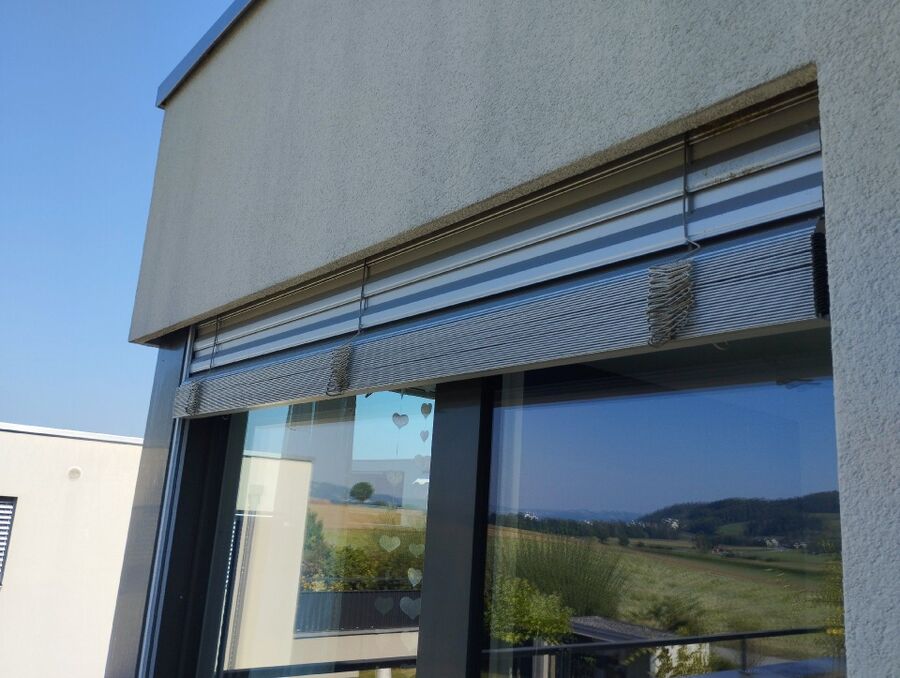 Relocate bees & remove bee nest