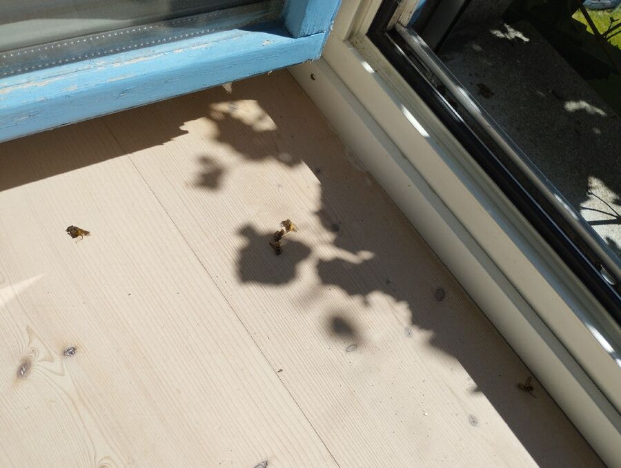 Relocate bees & remove bee nest