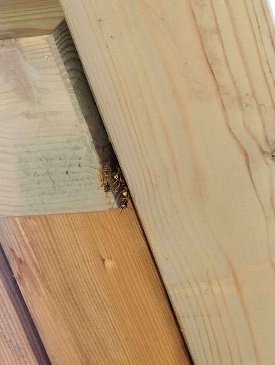 Bee nest at the house remove