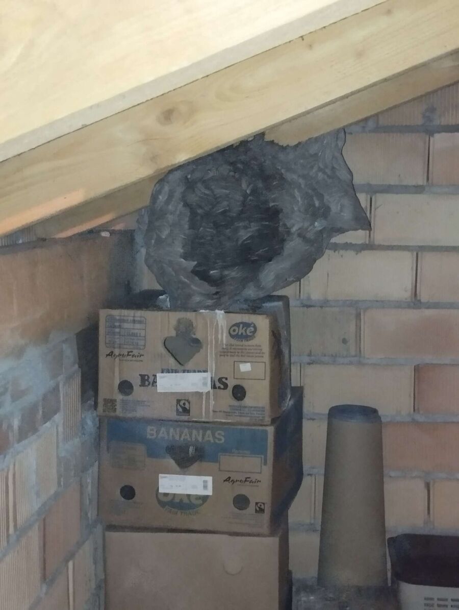Bee nest at the house remove