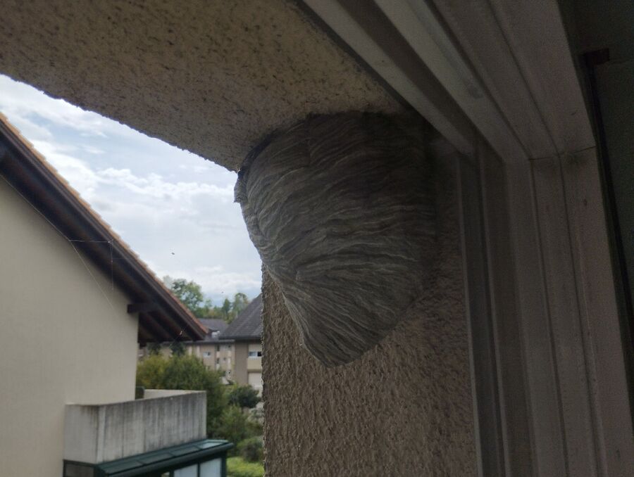 Bee nest at the house remove