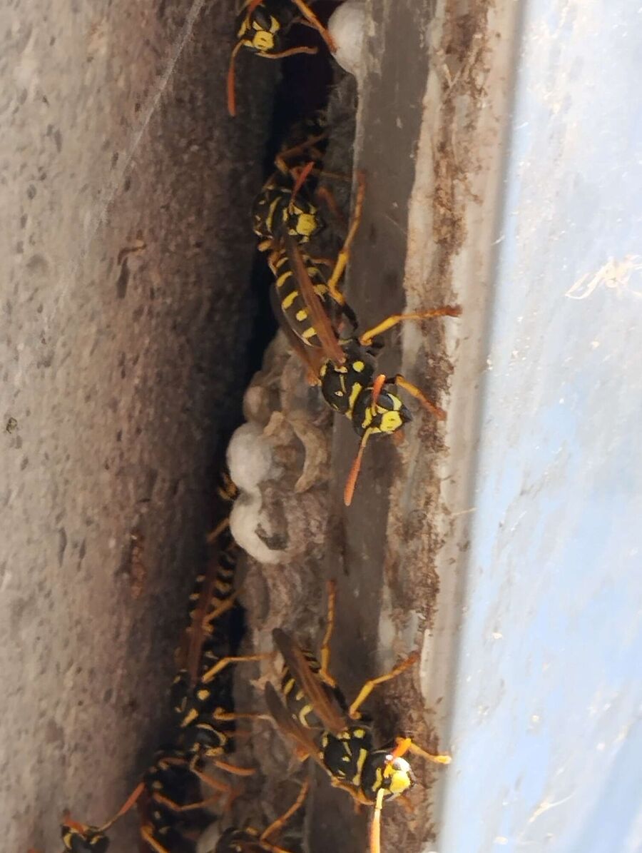 Relocate bees & remove bee nest