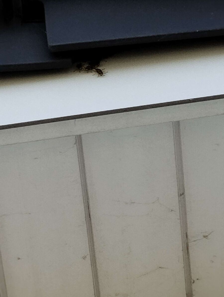 Bee nest at the house remove