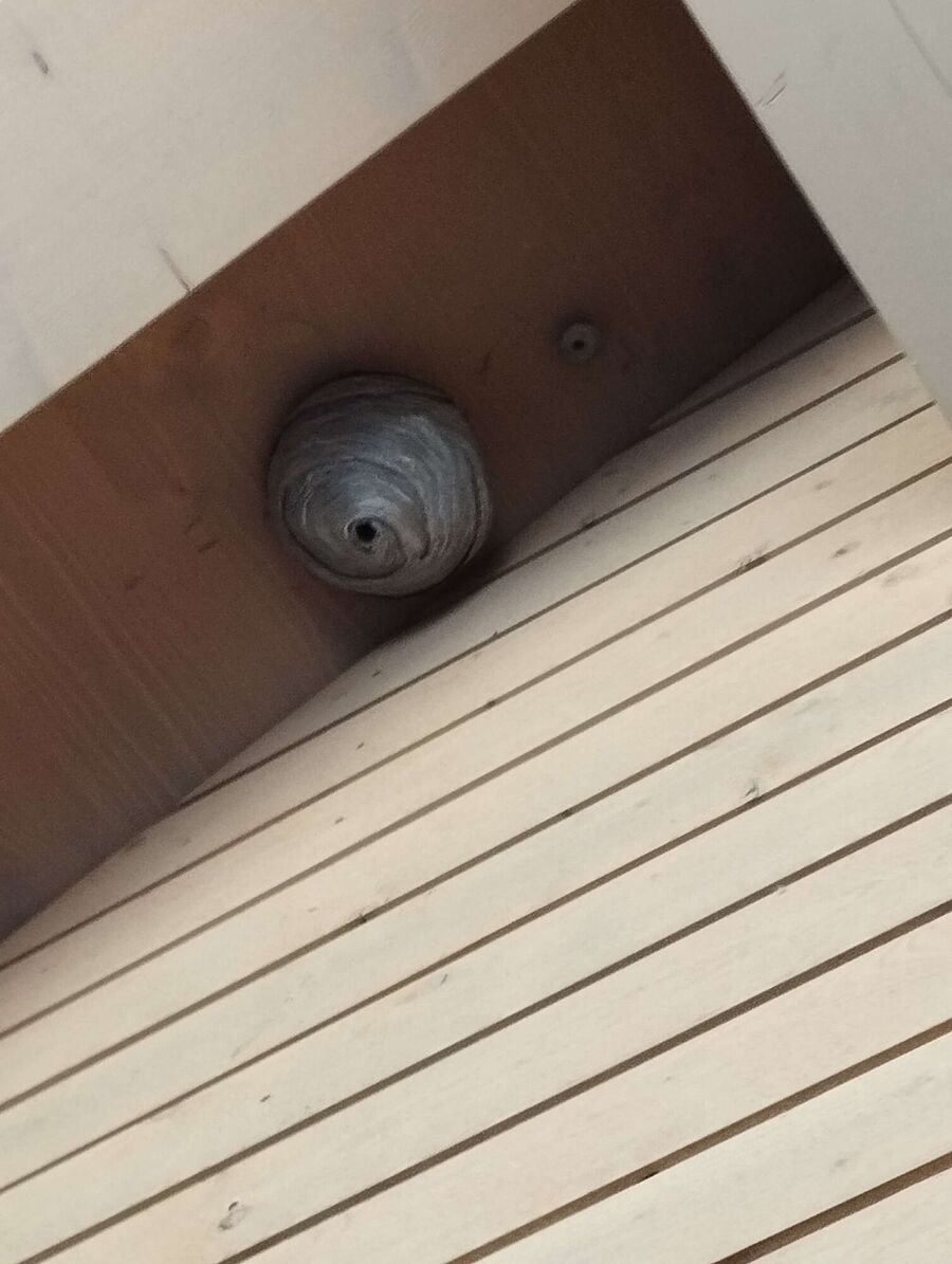 Relocate bees & remove bee nest